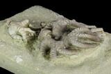 Two Fossil Crinoids (Agaricocrinus & Cyathocrinites) - Indiana #122986-3